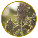 hemp_cultivation